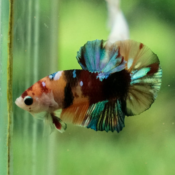 Multicolor/Galaxy Koi Plakat -11 weeks Old