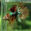 Galaxy Koi Halfmoon - 12 weeks old