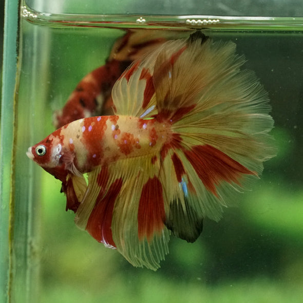 Galaxy Koi Halfmoon - 12 weeks old