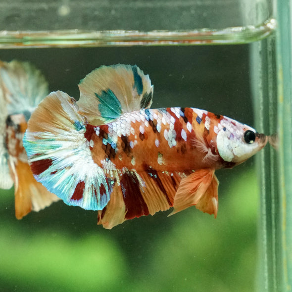 Copper/Gold Galaxy Koi Plakat - 14Weeks Old