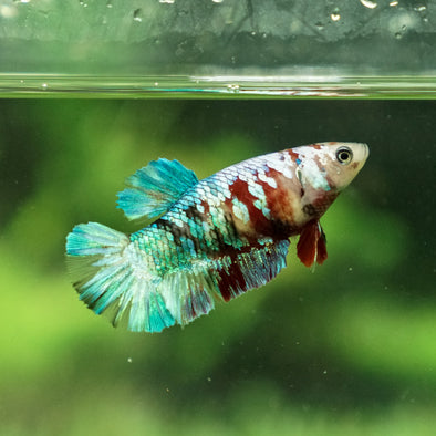 Multicolor/galaxy Koi Plakat- Female