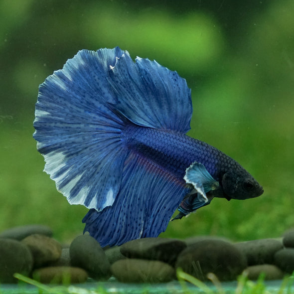 Dumbo Halfmoon - 13 weeks old