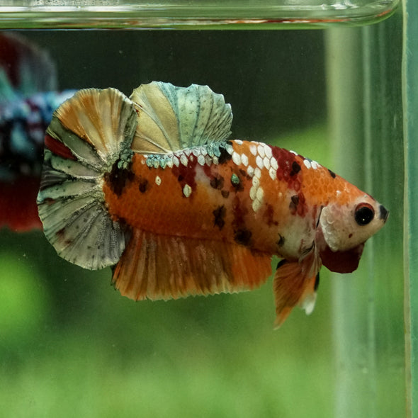 Gold/Copper Galaxy Koi Plakat -14 weeks Old