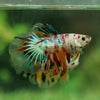 Galaxy Koi Halfmoon - 12 weeks old