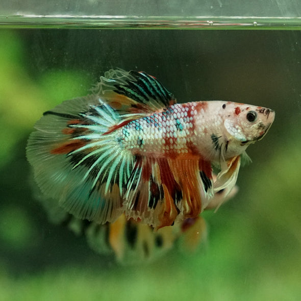 Galaxy Koi Halfmoon - 12 weeks old