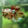 Galaxy Koi Halfmoon - 12 weeks old