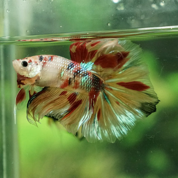 Galaxy Koi Halfmoon - 12 weeks old