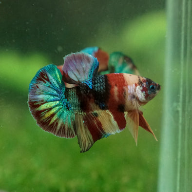 Multicolor/Galaxy Koi Plakat -13 weeks Old