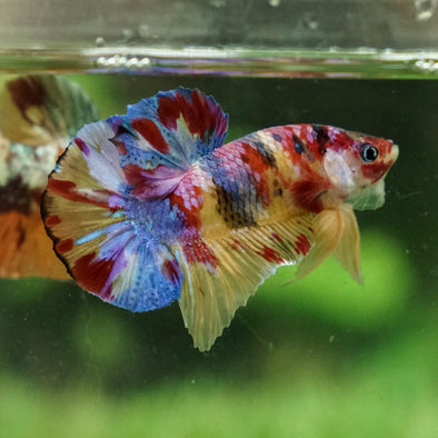 Multicolor/Galaxy Koi Plakat -15 weeks Old