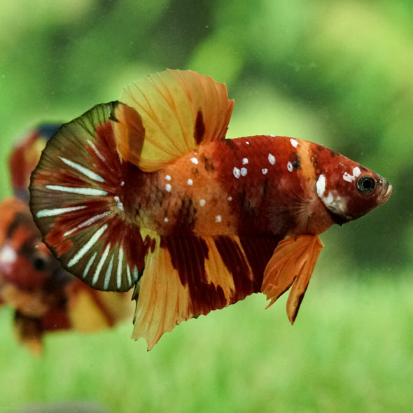 Multicolor/Galaxy Koi Plakat - 13Weeks Old