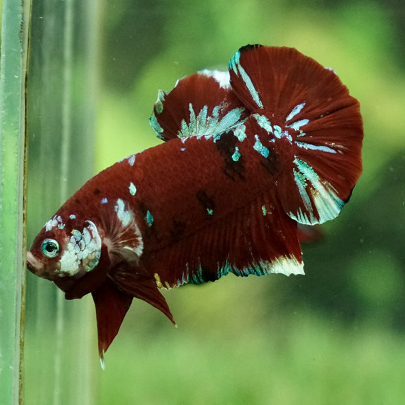 Multicolor/Galaxy Koi Plakat -12 weeks Old