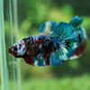 Galaxy / Multicolored Koi Plakat - Premium Quality