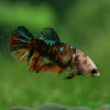 Multicolor Galaxy Halfmoon- Female