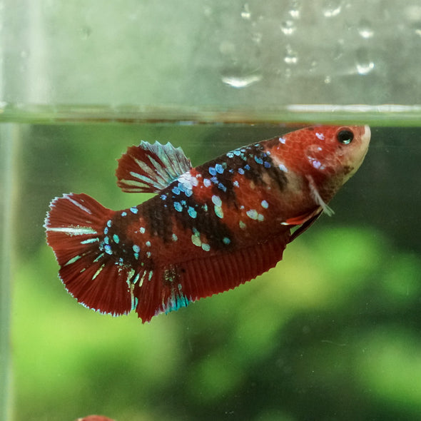 Multicolor/galaxy Dumbo Koi Plakat- Female