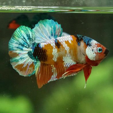 Multicolor/Galaxy Koi Plakat -14 weeks Old