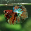 Galaxy Koi Halfmoon - 12 weeks old