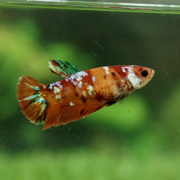 Multicolor/galaxy Koi Plakat- Female