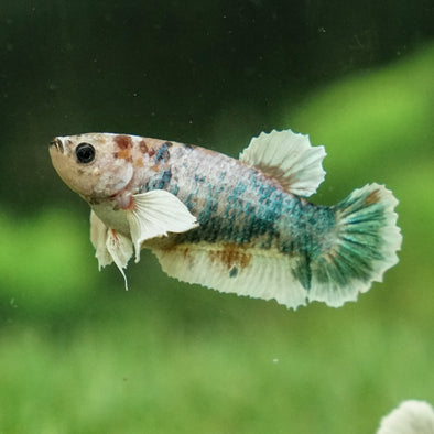 Koi Dumbo Plakat- Female