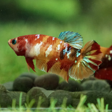 Multicolor/galaxy Koi Plakat- Female