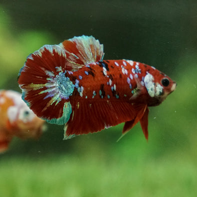 Multicolor/Galaxy Koi Plakat -15 weeks Old