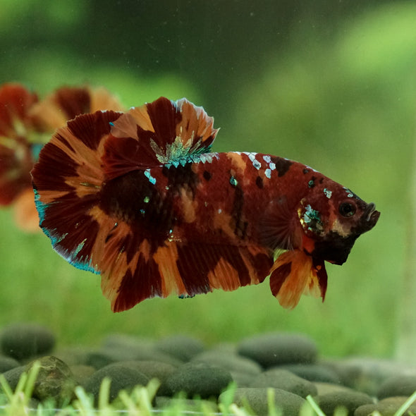 Giant Hybrid Multicolor/Galaxy Koi-15 weeks Old