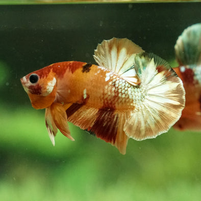 Copper/Gold Galaxy Koi Plakat - 13Weeks Old