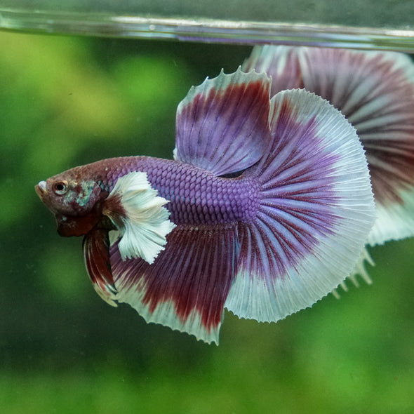 Dumbo Halfmoon - 12 weeks old