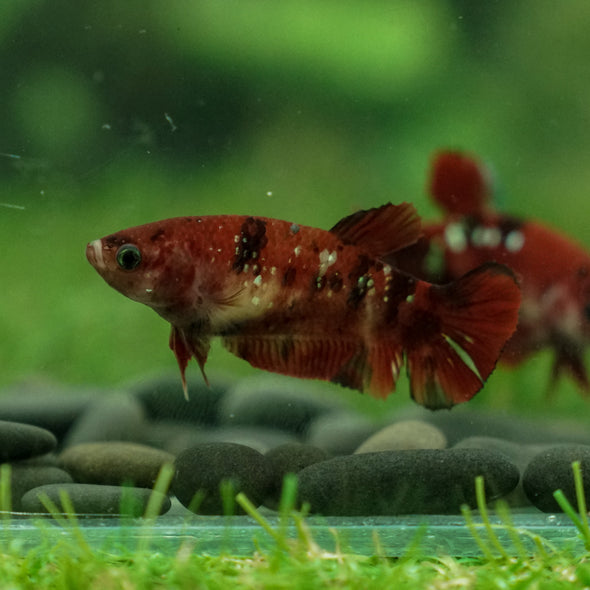 Multicolor/ Galaxy Koi Plakat- Female- 16 Weeks Old