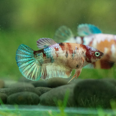 Multicolor/ Galaxy Koi Plakat- Female- 13 Weeks Old