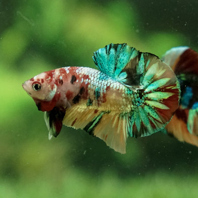 Multicolor/Galaxy Koi Plakat -11 weeks Old