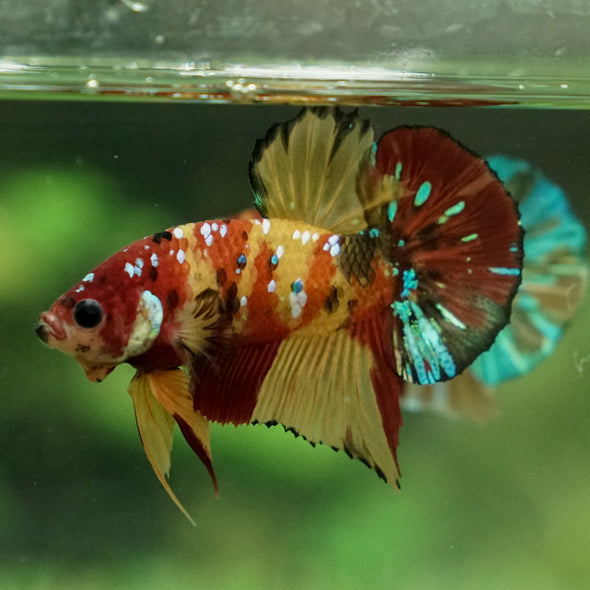 Multicolor/Galaxy Koi Plakat -15 weeks Old