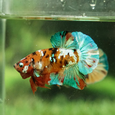 Multicolor/Galaxy Koi Plakat -14 weeks Old