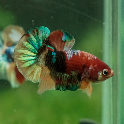 Multicolor/Galaxy Koi Plakat -13 weeks Old