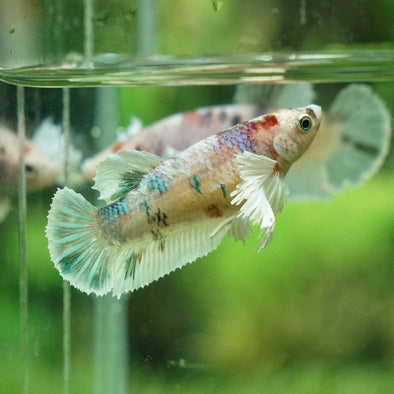 Candy Koi Dumbo Plakat- Female