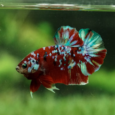 Multicolor/Galaxy Koi Plakat -16 weeks Old