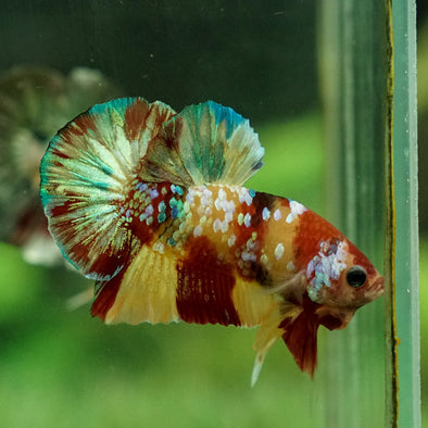 Multicolor/Galaxy Koi Plakat -12 weeks Old