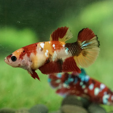 Multicolor/galaxy Koi Plakat- Female