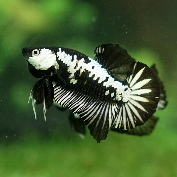 Samurai Plakat - 12 weeks old