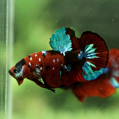 Multicolor/Galaxy Koi Plakat -14 weeks Old