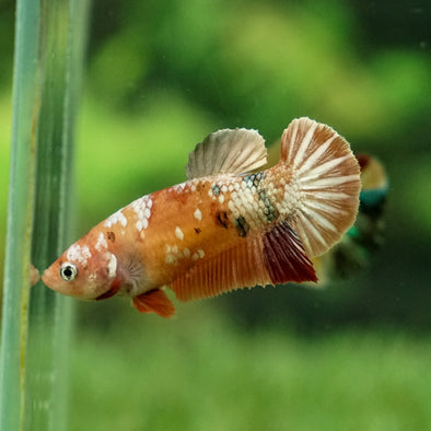 Multicolor/galaxy Koi Plakat- Female
