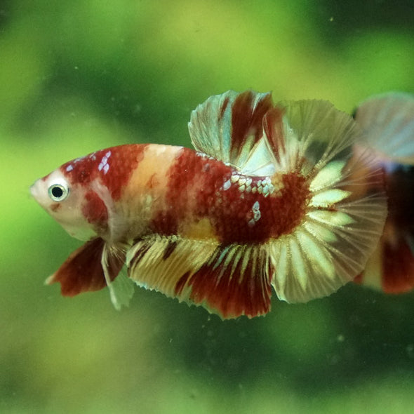 Multicolor/Galaxy Koi Plakat -12 weeks Old