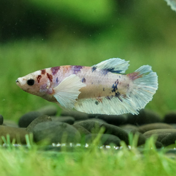 Candy Dumbo- Female