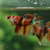 Galaxy Koi Halfmoon - 11 weeks old