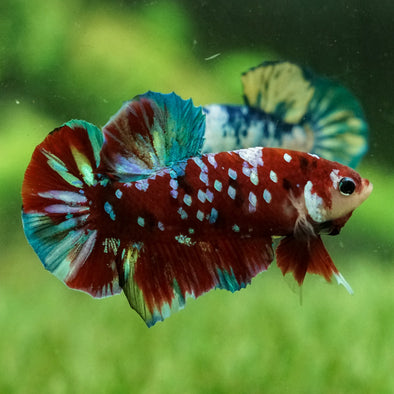 Multicolor/Galaxy Koi Plakat -14 weeks Old