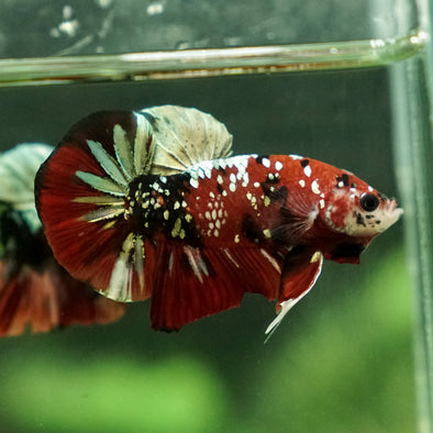 Copper/Gold Galaxy Koi Plakat - 11 Weeks Old