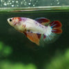 Koi Halfmoon - Female