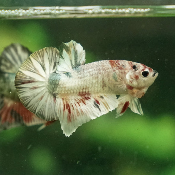 Multicolor/Galaxy Koi Plakat -11 weeks Old