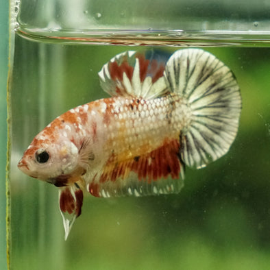 Multicolor/Galaxy Koi Plakat -11 weeks Old