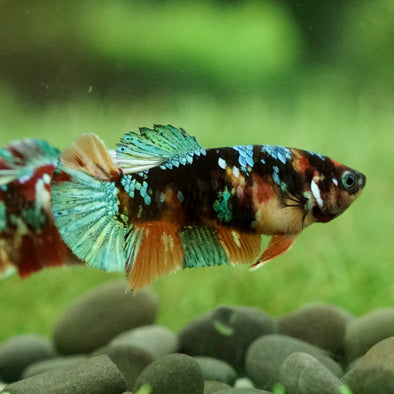 Multicolor/galaxy Koi Plakat- Female