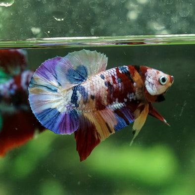 Galaxy / Multicolored Koi Plakat